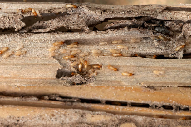 Best Insect Control  in Cottonwood, CA